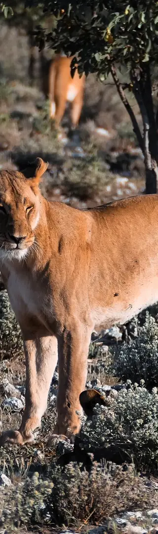 Atemberaubende Tiere